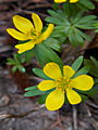 Eranthis hiemalis IMG_5085 (VALENTA) Rannik zimowy